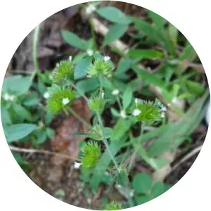 Elephantopus tomentosus