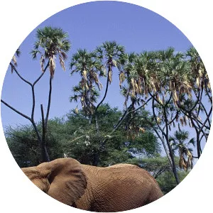 Elephants of Samburu