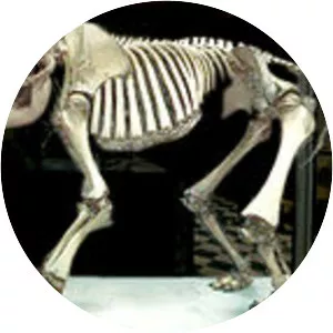 Elephas melitensis - Animal