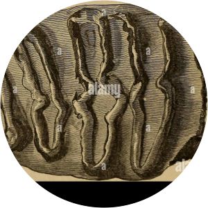 Elephas planifrons - 