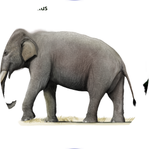 Elephas platycephalus - 