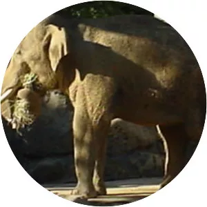 Elephas