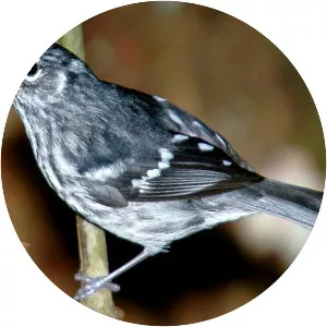 Elfin woods warbler