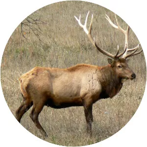 Elk