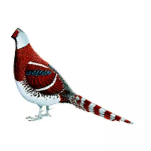 Elliot's pheasant