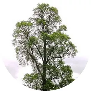 Elm