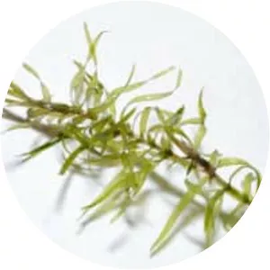 Elodea nuttallii - Plants
