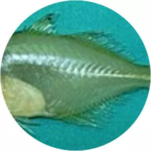 Elongate glassy perchlet - 