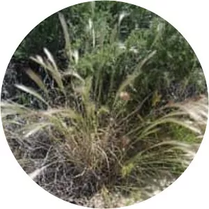 Elymus elymoides