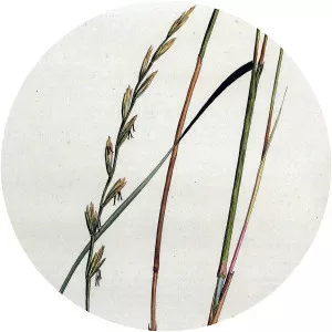 Elymus farctus