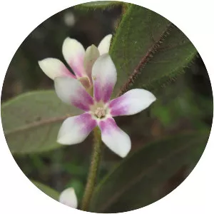 Elytropus chilensis - 