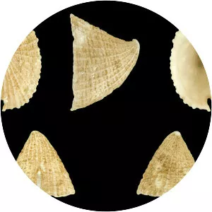 Emarginula fissura - 