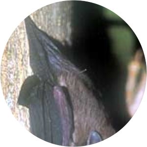 Emballonuridae - Animal