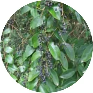 Embelia ribes - Plants