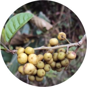 Embelia tsjeriam-cottam - 