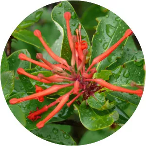 Embothrium coccineum