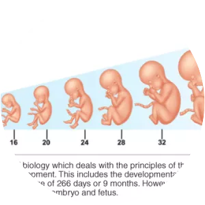 Embryology - Field of study