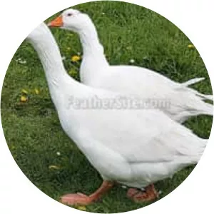 Emden goose - Domestic goose breed