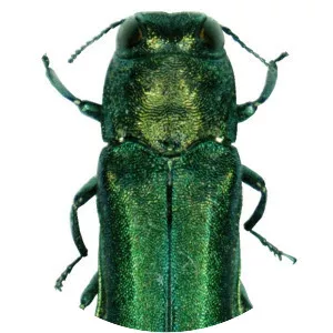 Emerald ash borer