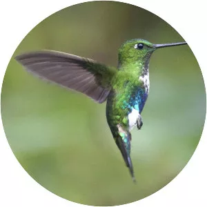 Emerald-bellied puffleg