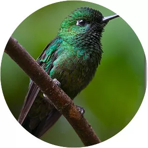 Emerald-chinned hummingbird