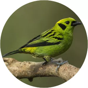 Emerald tanager