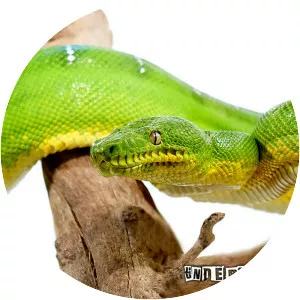 Emerald tree boa