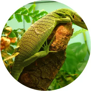 Emerald tree monitor