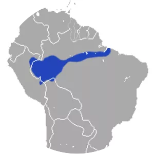 Emilia's short-tailed opossum - Animal