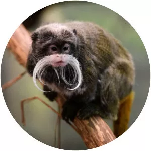 Emperor tamarin