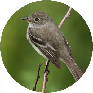 Empidonax flycatchers