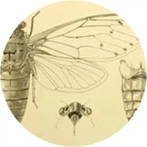 Empress cicada