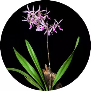 Encyclia adenocaula