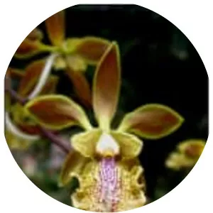 Encyclia ambigua - Plants