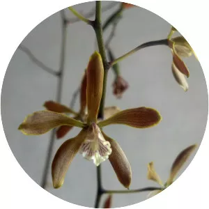 Encyclia candollei - 