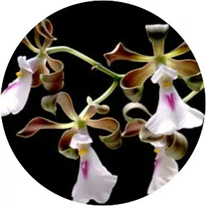 Encyclia cordigera - Plants