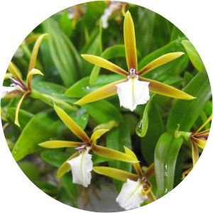 Encyclia polybulbon - 