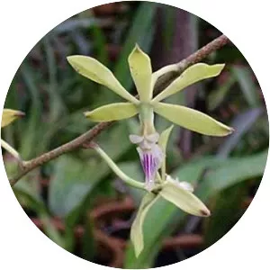 Encyclia