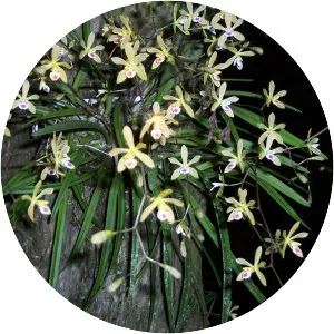 Encyclia tampensis