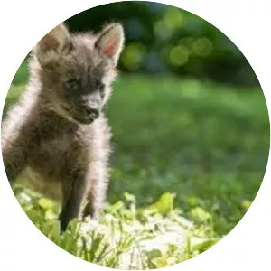 Endangered Wolf Center