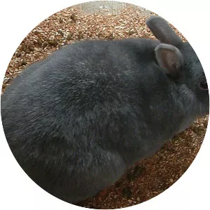 Enderby Island rabbit