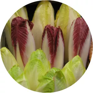 Endive