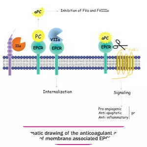 Endothelial protein C receptor - 