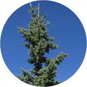 Engelmann spruce