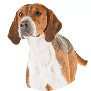English Foxhound