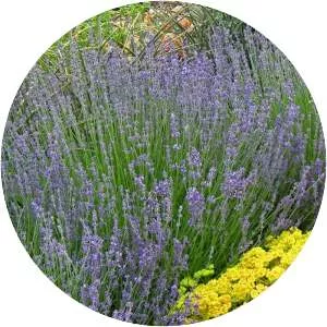 English lavender - Plants