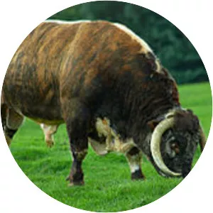 English Longhorn - Cattle breed