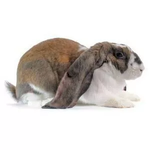 English Lop - Animal breed