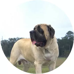English Mastiff