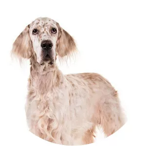 English Setter